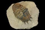 Bargain, Crotalocephalina Trilobite - Foum Zguid, Morocco #171513-2